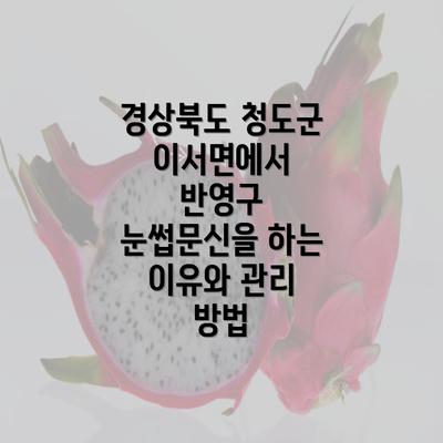 경상북도 청도군 이서면에서 반영구 눈썹문신을 하는 이유와 관리 방법