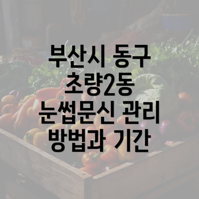 부산시 동구 초량2동 눈썹문신 관리 방법과 기간